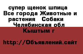 супер щенок шпица - Все города Животные и растения » Собаки   . Челябинская обл.,Кыштым г.